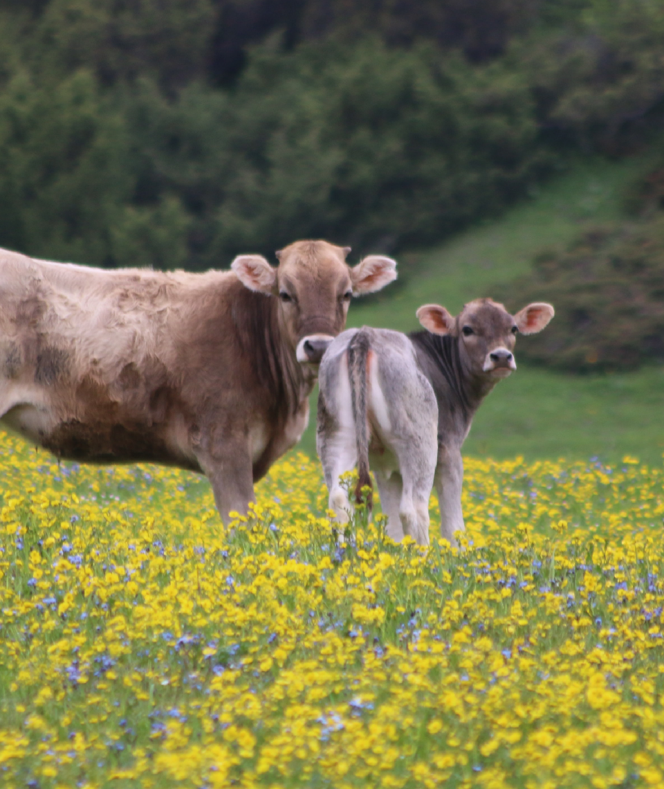 Das Regenerative Organic Certified Gütesiegel baut auf den bereits strengen Standards der USDA Certified Organic Zertifikaten auf. Fotocredit: © Natalia Slastnikova/Unsplash