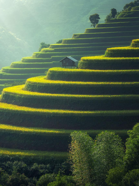 Diese Reisfelder in Thailand sind für viele für uns der Inbegriff von Terrassenanbau in Asien. Das Konzept findet sich allerdings auch an anderen Orten der Erde. Fotocredit: © Sasin Tipchai/Pixabay