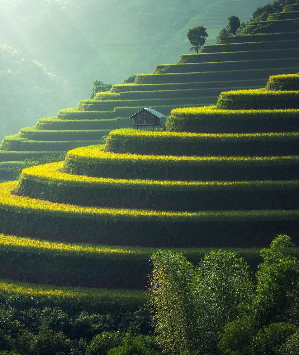 Diese Reisfelder in Thailand sind für viele für uns der Inbegriff von Terrassenanbau in Asien. Das Konzept findet sich allerdings auch an anderen Orten der Erde. Fotocredit: © Sasin Tipchai/Pixabay