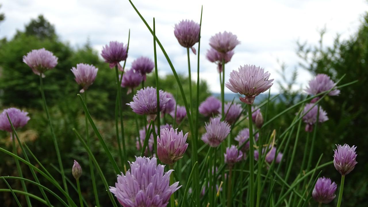 Wenn du dich bei gepflanztem Schnittlauch sowohl an den Blüten als auch an einer guten Ernte erfreuen willst, solltest du nur die Hälfte der Triebe abschneiden und die andere Hälfte blühen lassen. Fotocredit: © BoostyourCity_de/Pixabay