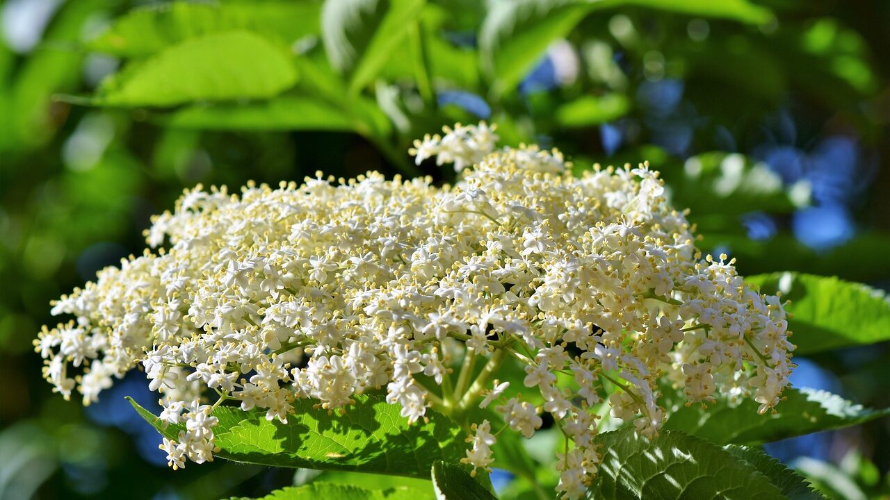 Holunder verziert nicht nur deinen Garten, sondern er bringt auch eine köstliche Frucht hervor, die du für Sirup oder Marmelade verwenden kannst. Fotocredit: © Ralph/Pixabay