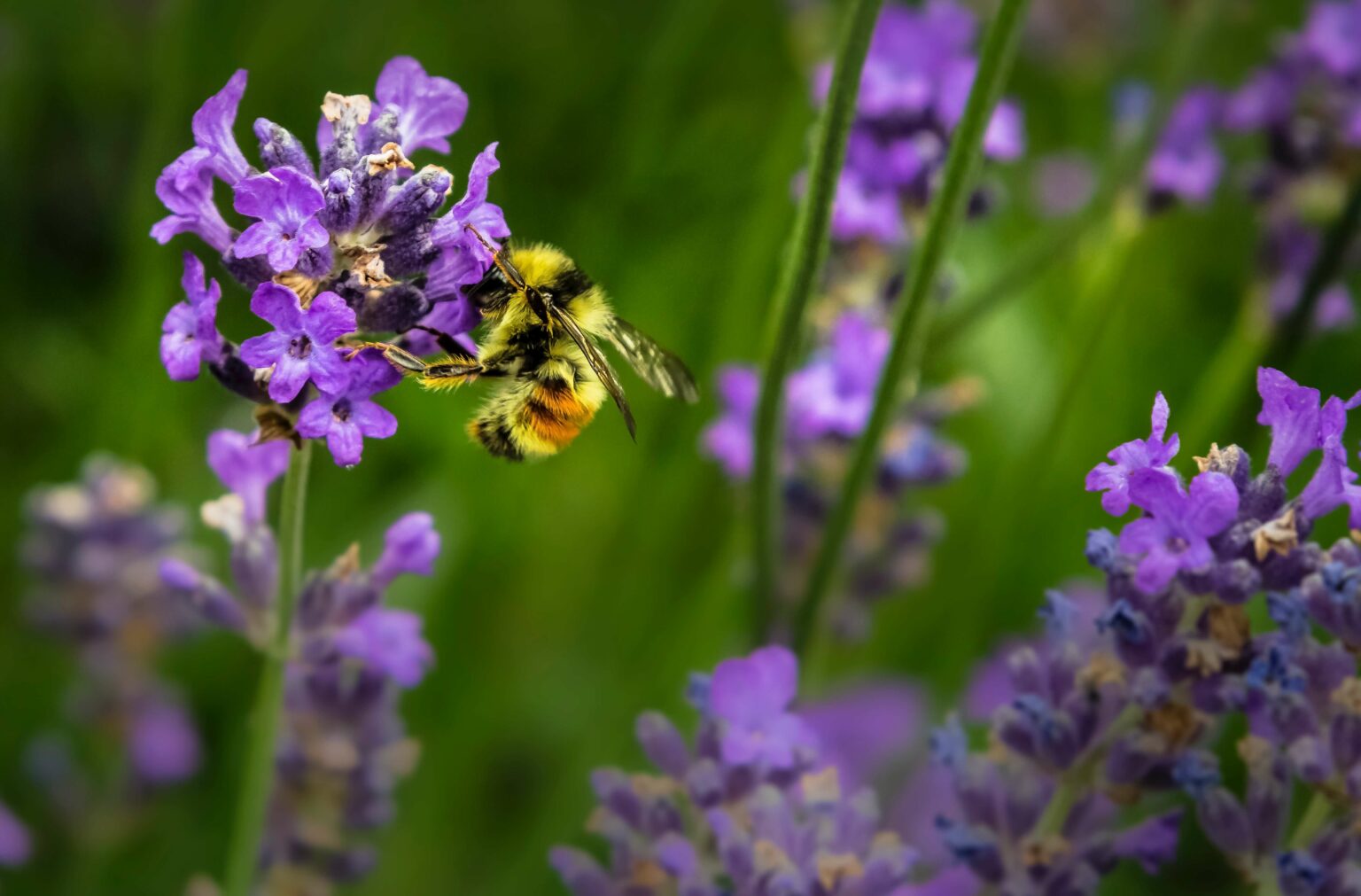 Insektenfreundlicher Garten Energieleben