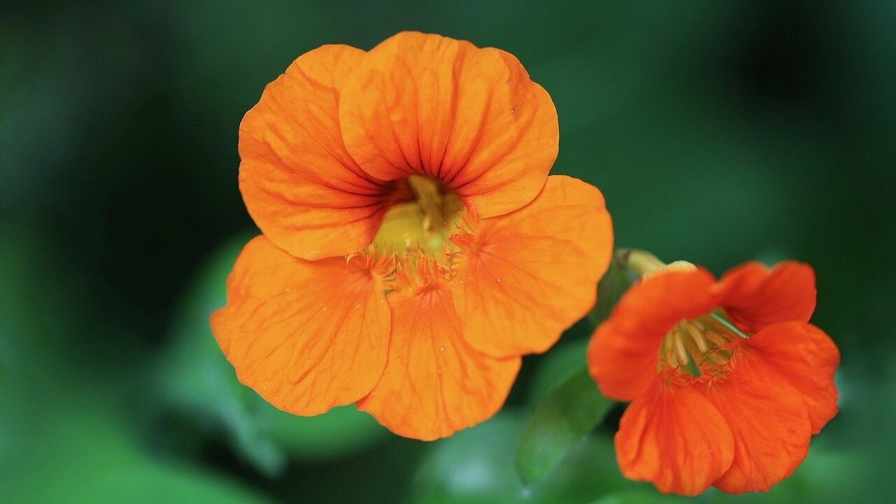 Kapuzinerkresse gehört zu den besonders beliebten Farbtupfern im Garten, macht sich aber auf Salaten oder als schmackhafte Verzierung anderer Gerichte als Lebensmittel ebenso äußerst gut. Fotocredit: © Annette Meyer/Pixabay