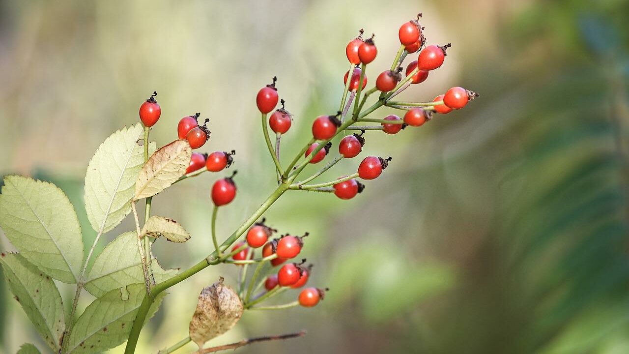 Aus den rot bis violetten Hagebutten kann man Tee oder Gelees machen oder sie auch trocknen, um daraus einen gesunden Snack zu erhalten. Fotocredit: © Manfred Richter/Pixabay