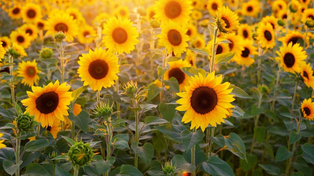 Sonnenblumen sind im Hochsommer nicht nur ein beliebtes Mitbringsel und erfreuen unsere Augen, sondern ihre Samen – die Sonnenblumenkerne – sind essbar. Auch für Vögel bieten sie wertvolle Nahrung. Fotocredit: © Bruno /Germany/Pixabay