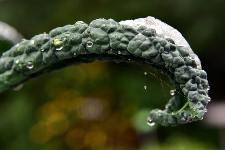 Fotocredit: Pixabay/ulleo