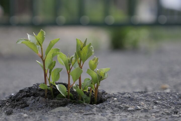 Fotocredit: Pixabay/WuZheng926