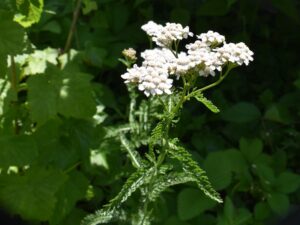 Biodiversität im urbanen Raum