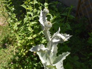 Biodiversität im urbanen Raum