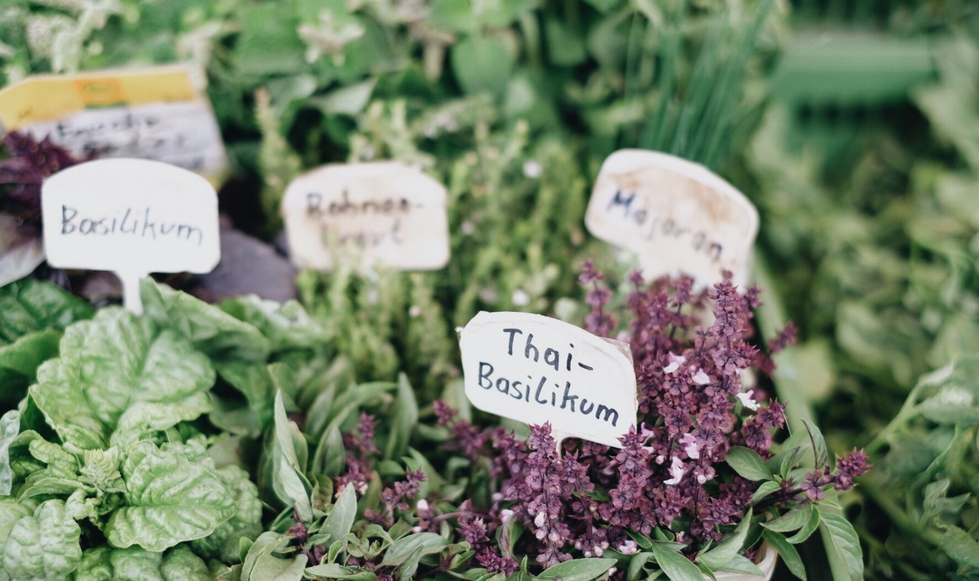 Vielfalt beim Einkaufen am Bauernmarkt beim Naschmarkt in Wien. - Fotocredit: Amina Steiner