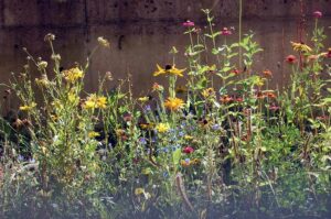 Biodiversität im urbanen Raum