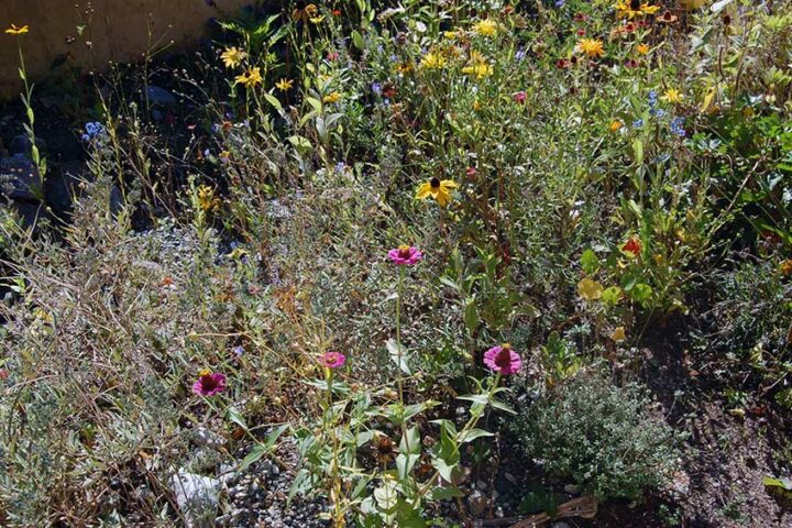 Biodiversität im urbanen Raum