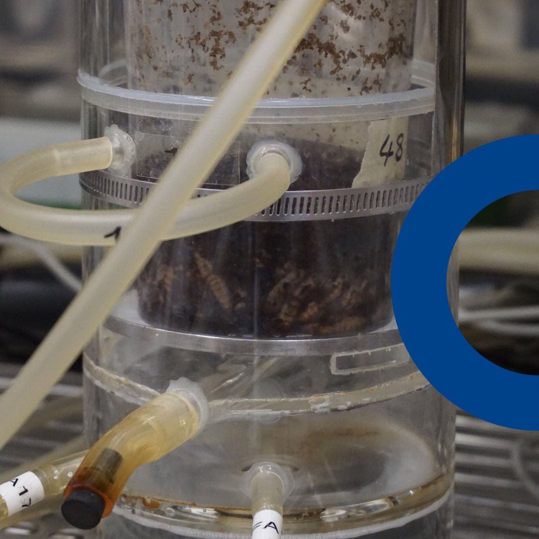 Versuchsaufbau: Die Larven der Schwarzen Soldatenfliege (Hermetia illucens) in einer Respirationskammer zur Gasmessung © FBN